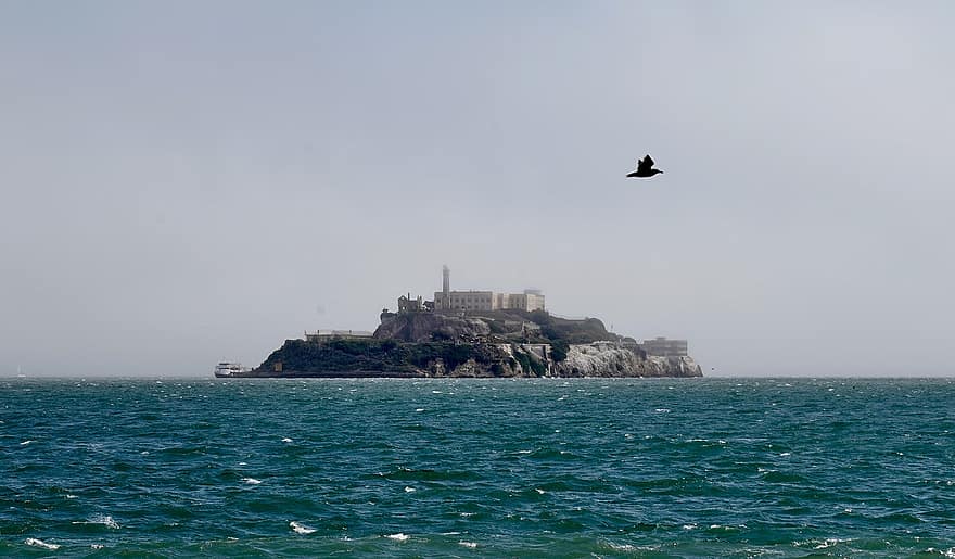eau, Alcatraz, île, La baie de San Francisco, île d'Alcatraz, oiseau volant, baie, prison, San Francisco