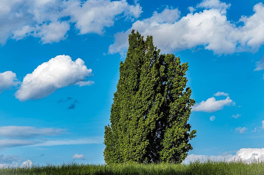 Tree, Nature, Meadow, Landscape, Clouds, summer, blue, grass, cloud, sky, green color
