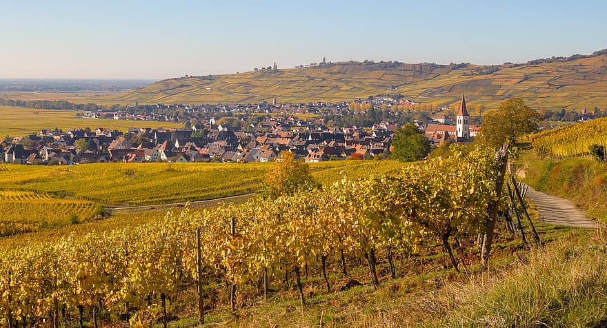 otoño, viñedo, pueblo, paisaje, Alsacia, Ammerschwihr