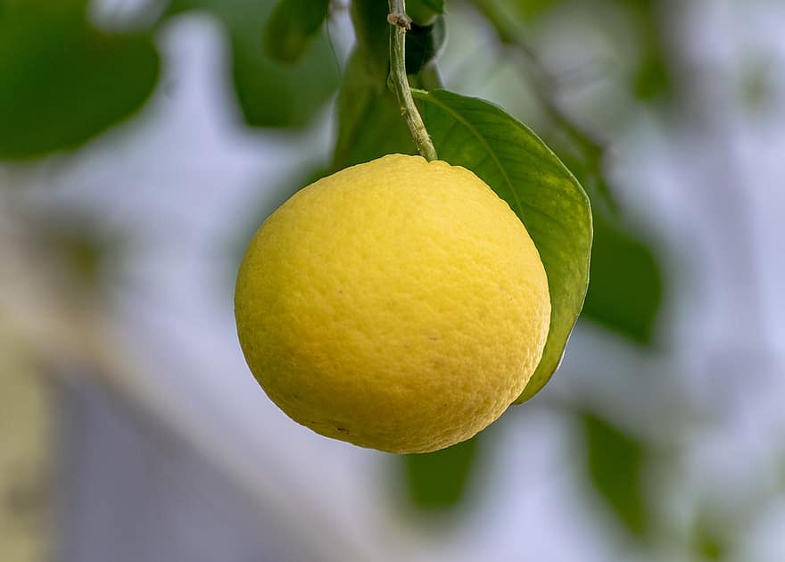 frukt, citron-, citrus-, citronsaft, färsk, mat, gul, hälsosam, vitaminer, saftig, sur