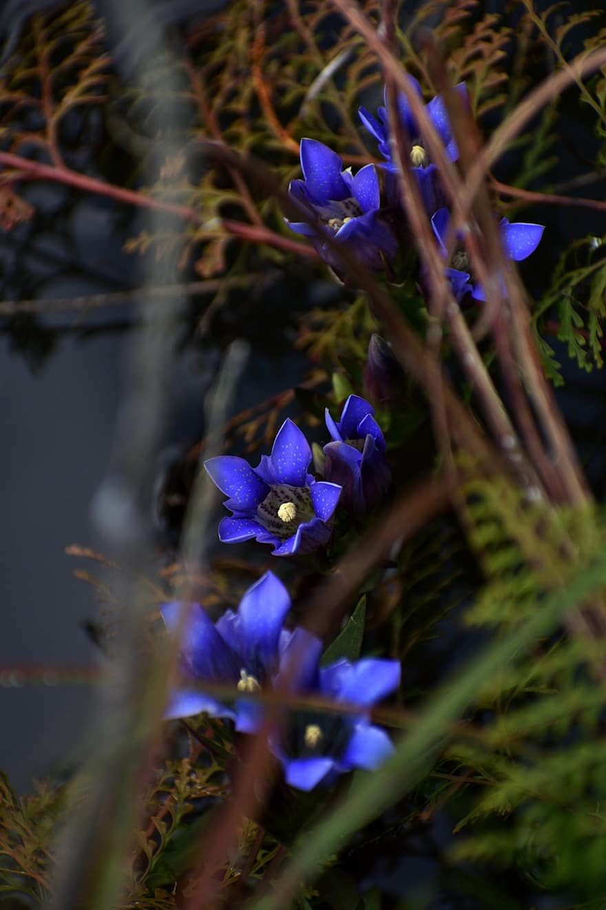 日本のリンドウ、フラワーズ、工場、青い花、咲く、花、フローラ、自然、牧草地