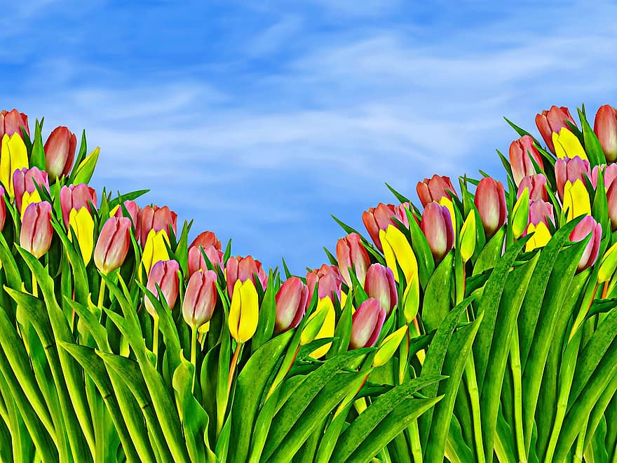 những bông hoa, Hoa tulip, Thiên nhiên, mùa xuân, hệ thực vật, hoa, cây, cánh hoa, màu xanh lục, bông hoa, mùa hè
