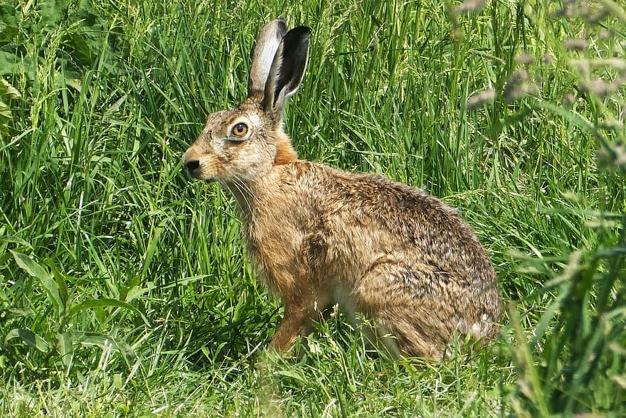 thỏ rừng, động vật có vú, cỏ, đồng cỏ, Tốt bụng, động vật, người đánh bóng, thú vật, áo choàng ngoài, cảnh giác, dễ thương