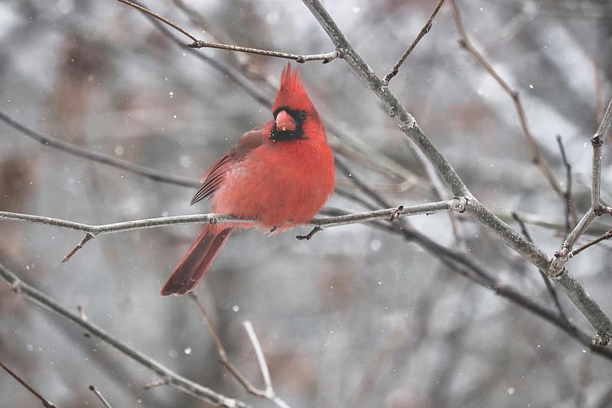 cardenal, ocell, hivern, aviària, naturalesa, vida salvatge, neu, bosc, animals a la natura, branca, bec