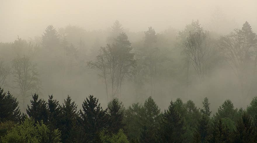 köd, erdő, fák, tájkép, kora reggel, felhős, Napkelte, természet, fa, fenyőfa, hegy