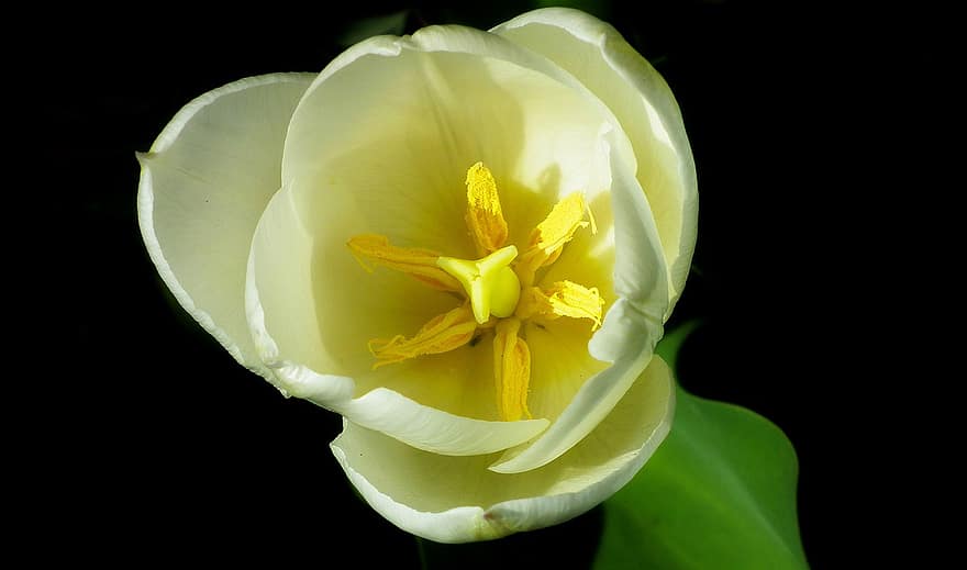 Tulip, Flower, Garden, Petals, Tulip Petals, Bloom, Blossom, Flota, Plant, Spring Flower, Nature