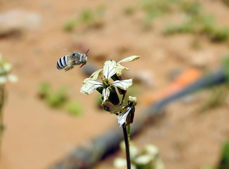 Blue Banded Bee, Bee, Flowers, Garden Rocket, Arugula, Insect, Pollination, White Flowers, Plant, Garden, Nature