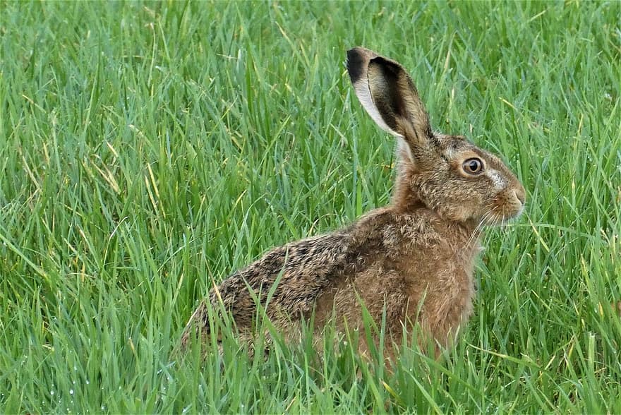 토끼, 동물, 들, 갈색 토끼, 유럽 ​​토끼, 포유 동물, 야생 생물, 목초지, 잔디
