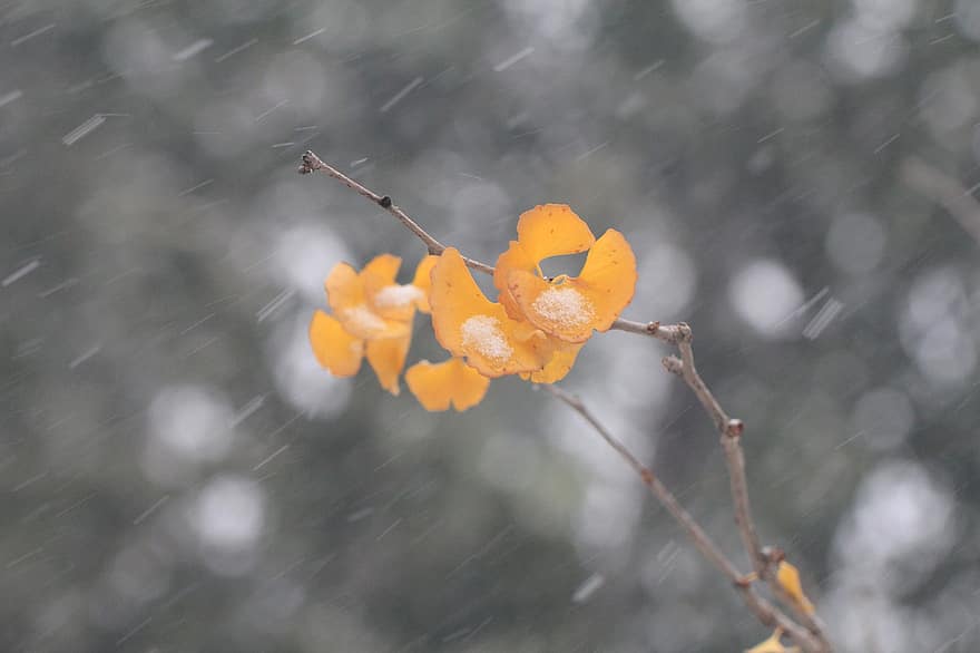 la neve, nevicando, foglie gialle