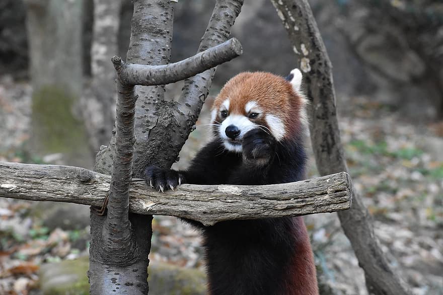 червена панда, панда, животно, изкачване