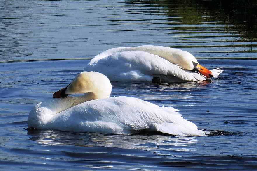 Swans, Waterfowl, Plumage, Long Neck, Ditch, Sleep, Nature, Rest, White Feathers, Feathers
