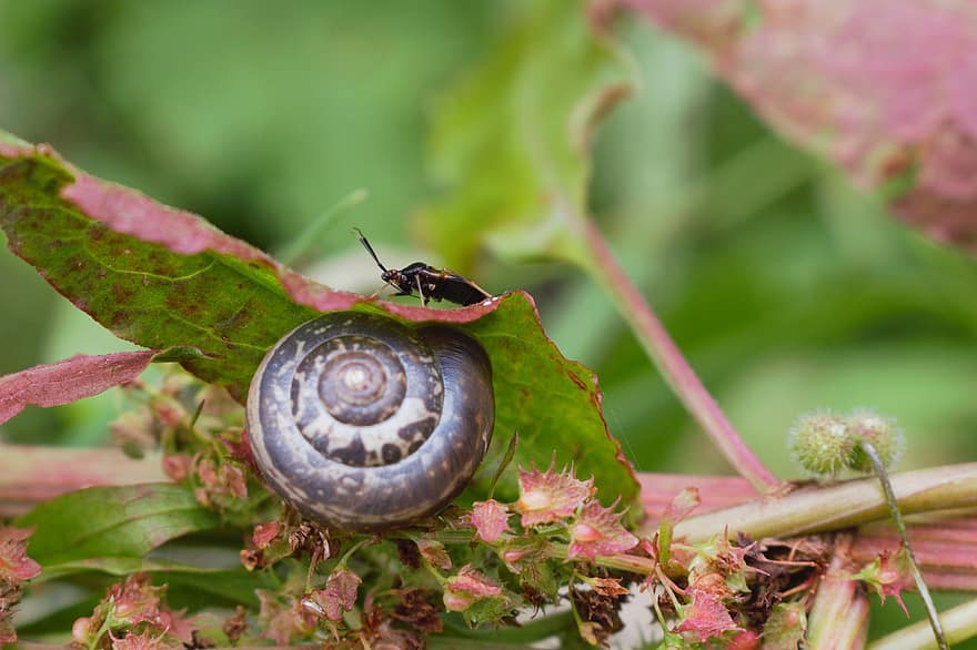 Snail, Insect, Nature, Plant, Leaf, Shell