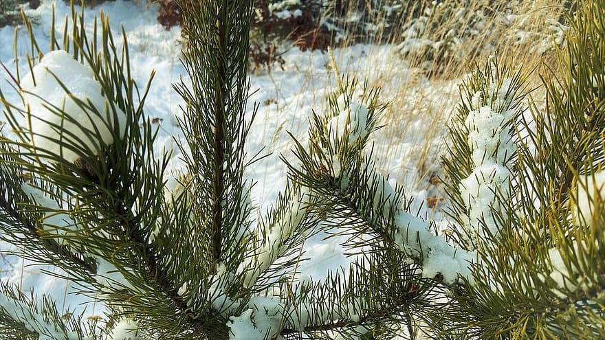 pino, nieve, invierno, agujas de pino, escarcha, hielo, rama, hojas perennes, conífero, árbol, planta