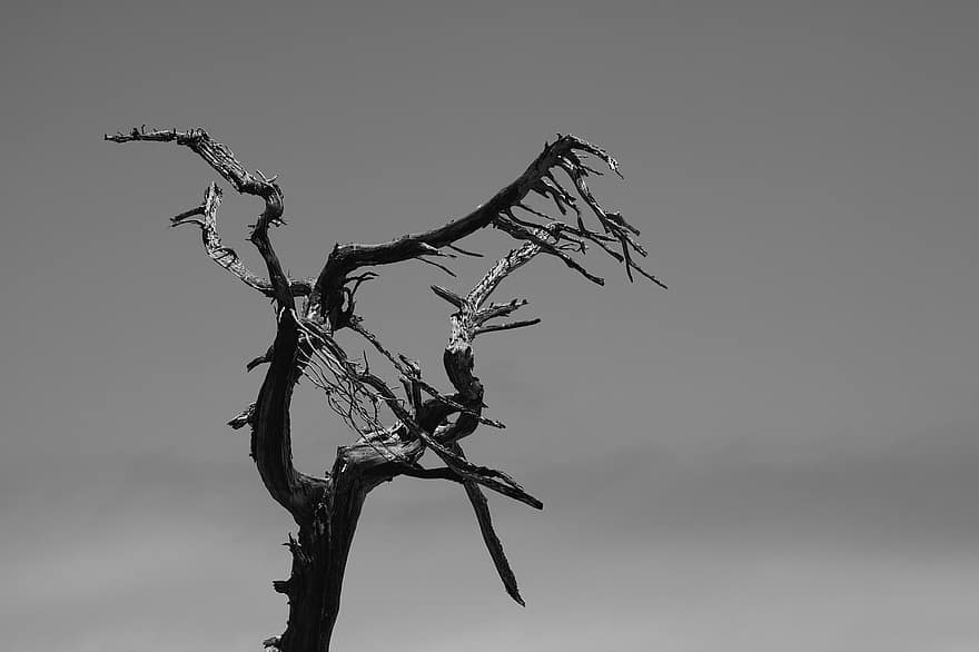 albero morto, rami, monocromatico, albero, legna, cielo, natura, ombra, contrasto