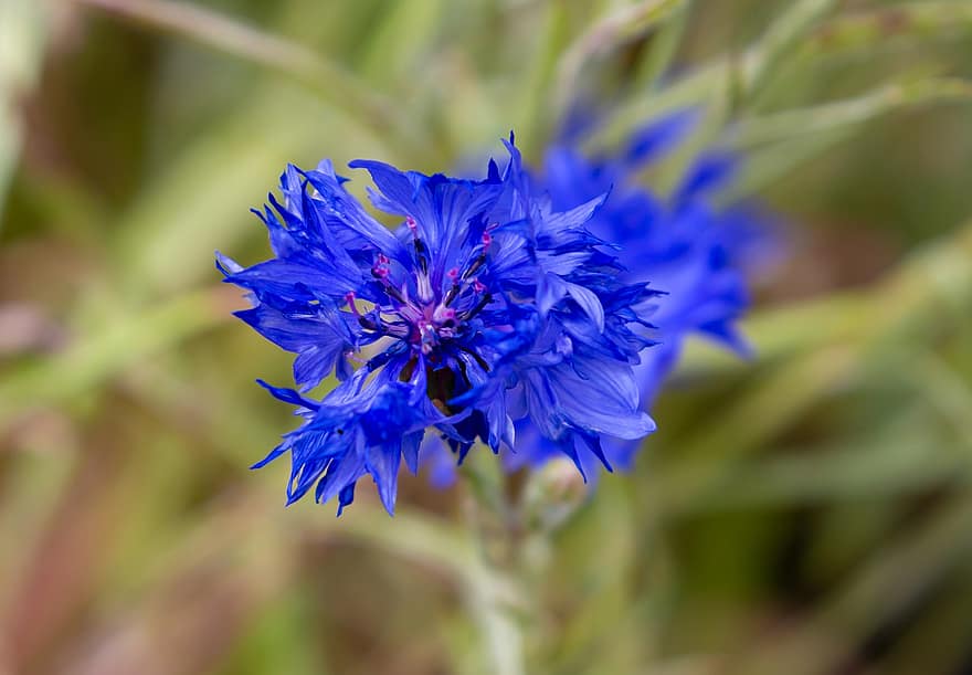 kwiat, niebieski, dziki kwiat, Natura