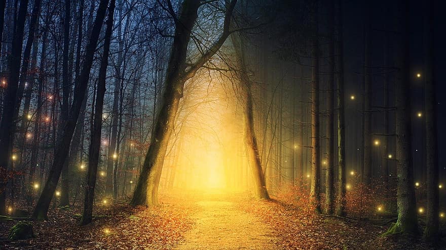 Forest, Path, Lights, Nature, Trees, Night, Woods, Wilderness, Outdoors, Darkness, Branches