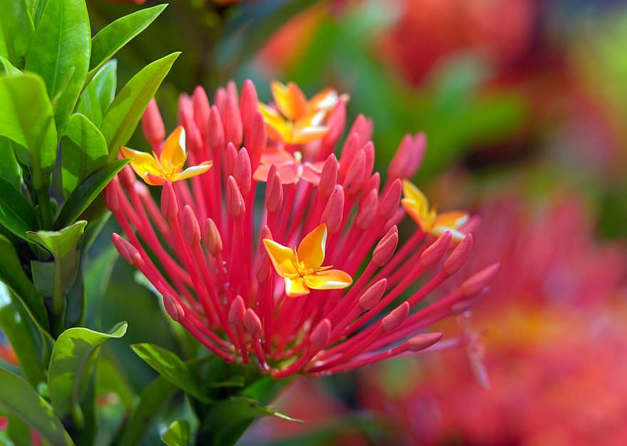 chinese ixora, flowers, buds, nature, plant, close-up, leaf, flower, summer, flower head, multi colored
