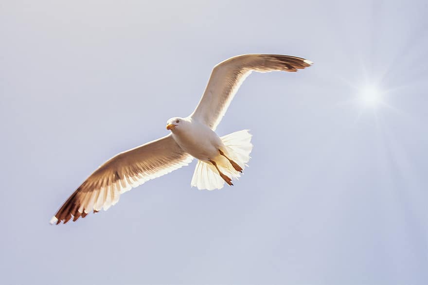 Bird, Seagull, Ornithology, Species, Fauna, Avian, Animal, Flying, Wings, Gull, beak