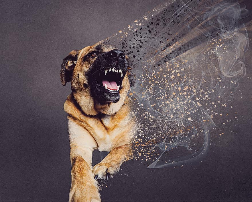 Double Exposure, Dog, Angry, Moody, Puppy, Canine, Furious, Teeth, Breed, Aggressive