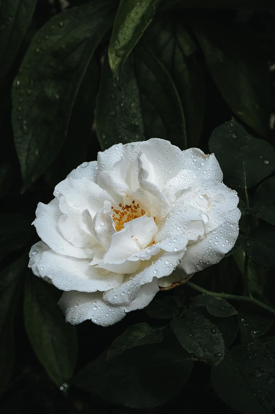 ruusu-, valkoinen, kukka, kauneus, luonto, sade