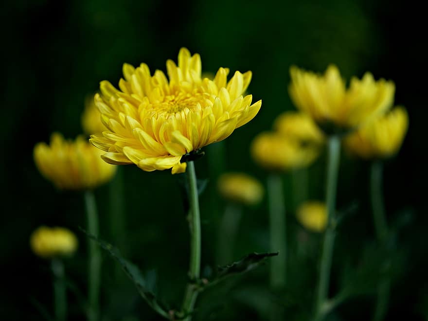 ดอกเบญจมาศ, ดอกสีเหลือง, ดอกไม้, สวน, พฤกษา, สีเหลือง, ฤดูร้อน, ปลูก, ใกล้ชิด, กลีบดอกไม้, สีเขียว