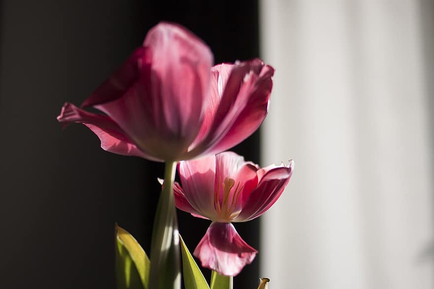tulipan, blomst, kronblade, flor, yndig