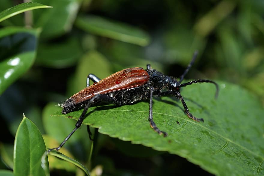 stenurella melanura, жук, комаха, тварина, листя, помилка, фауна, ентомологія, природи