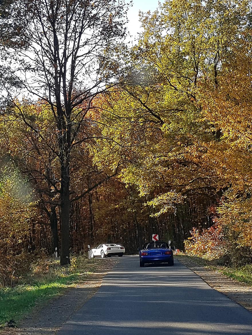 лес, Дорога, осень, сельская местность, автомобиль, дерево, желтый, лист, время года, сельская сцена, транспорт