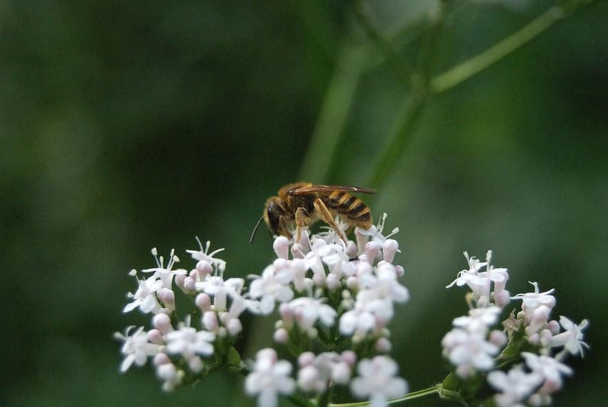 Abella solc de color groc, insecte, planta, flor, prat, abella salvatge, abelles, conservació de la natura, jardí natural, primer pla