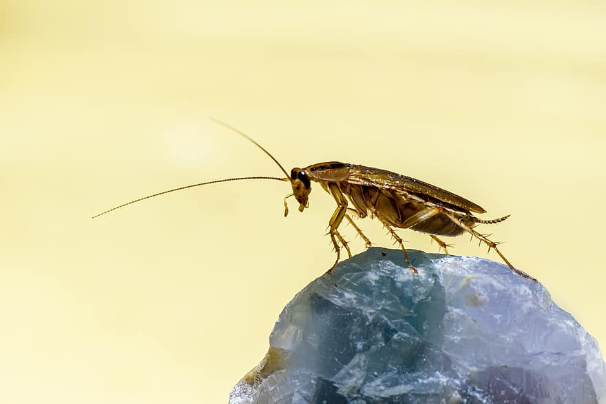 German Cockroach, Insect, Pest, Blattella Germanica, close-up, macro, animals in the wild, invertebrate, animal antenna, arthropod, one animal