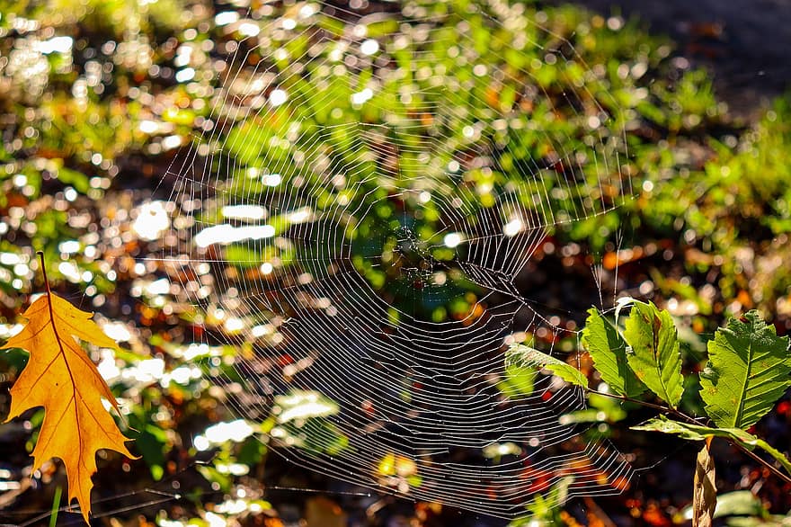 zirnekļa tīkls, raksturs, mežs