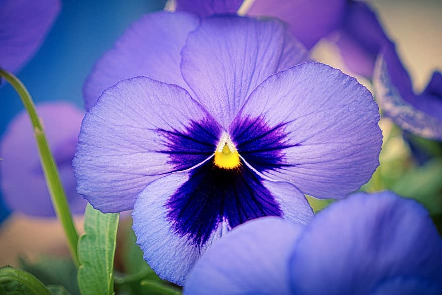 pansy, ziedi, augu, purpura ziedi, violaceae, violets, viola, ziedlapiņām, zied, dārzs, pavasarī