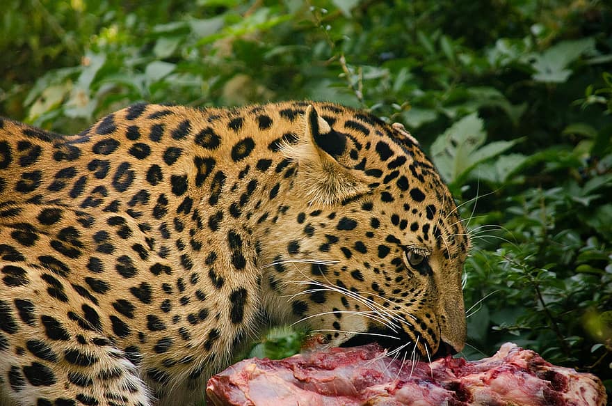 leopardas, mėsa, valgymas, maisto, amur leopardas, gyvūnas, žinduolių, mėsėdis, didelė katė, laukinis gyvūnas, pavojinga