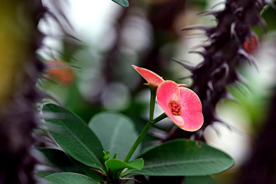 Crown-of-thorns, Flowers, Euphorbia Milii, Pink Flowers, Leaves, Petals, Pink Petals, Bloom, Blossom, Flora, Plant