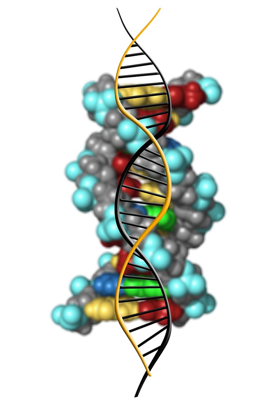 dna, asam deoksiribonukleat, dns, genetika, simbol, biologi, penelitian, ilmu, kromosom, spiral