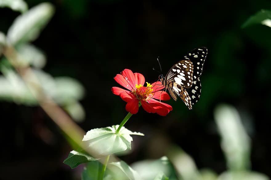 motýl, hmyz, květ, vápno motýl, cínie, zinnia elegans, křídla, rostlina, zahrada, Příroda, detail