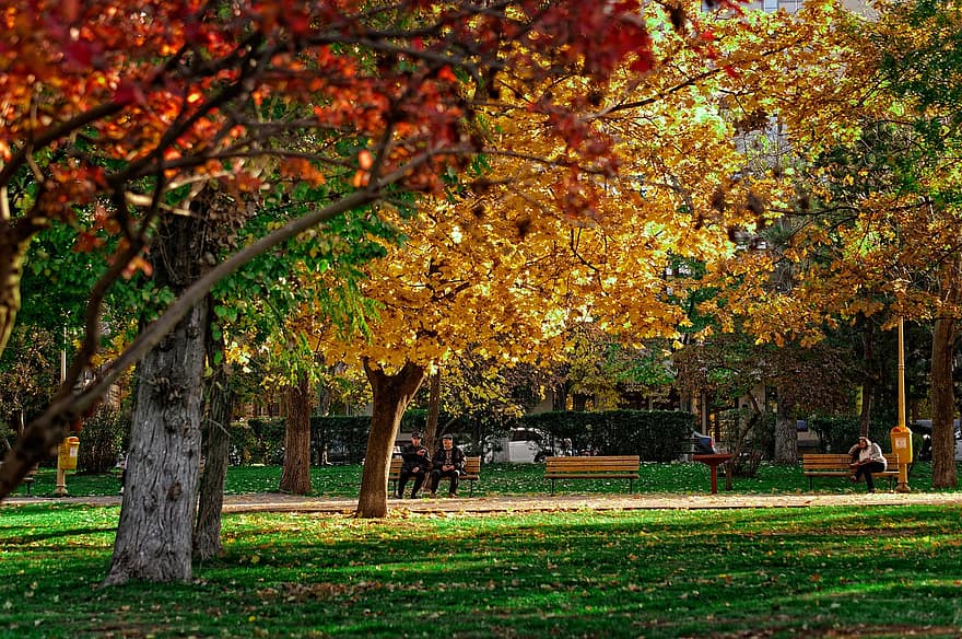 podzim, park, stromy, les, Příroda, strom, list, sezóna, žlutá, zelená barva, říjen