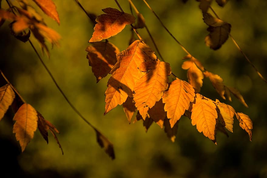 дърво, листа, падане, есен, есенни листа, шума, клон, растение, природа, оранжеви листа
