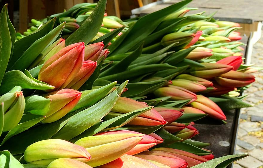 tulpen, bloemen, bloemknoppen, bloemenmarkt, bladeren, planten, snij bloemen, markt