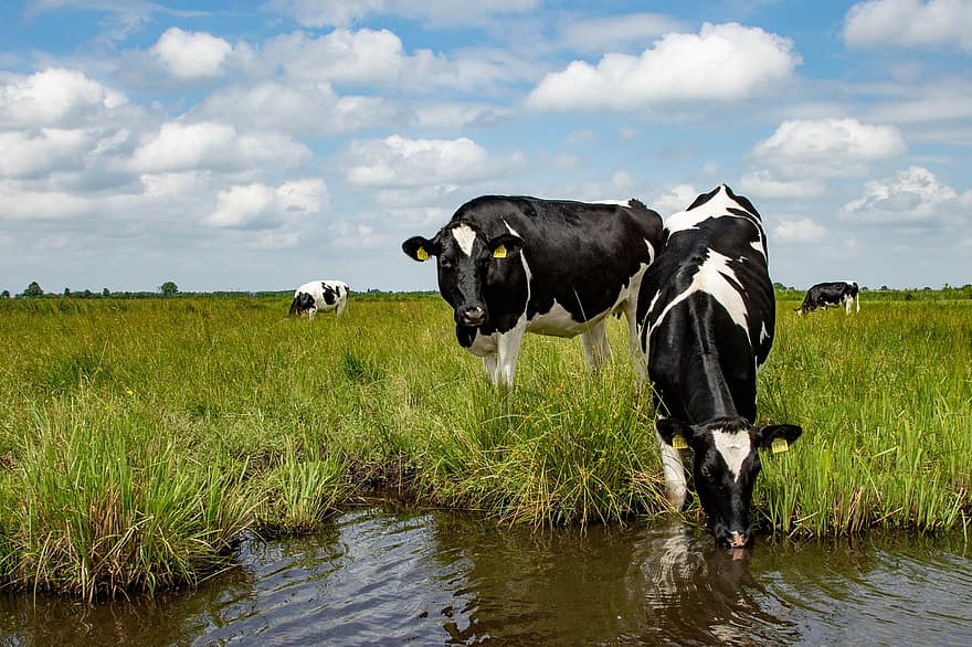 vacă, bovine, șeptel, olandeză, fermă, animal, natură, mamifer, agricultură, rural, mediu rural