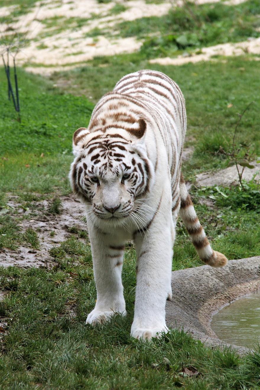 tigre, animal, Tigre branco, jardim zoológico, albino, gato grande, listras, felino, mamífero, grama, Prado