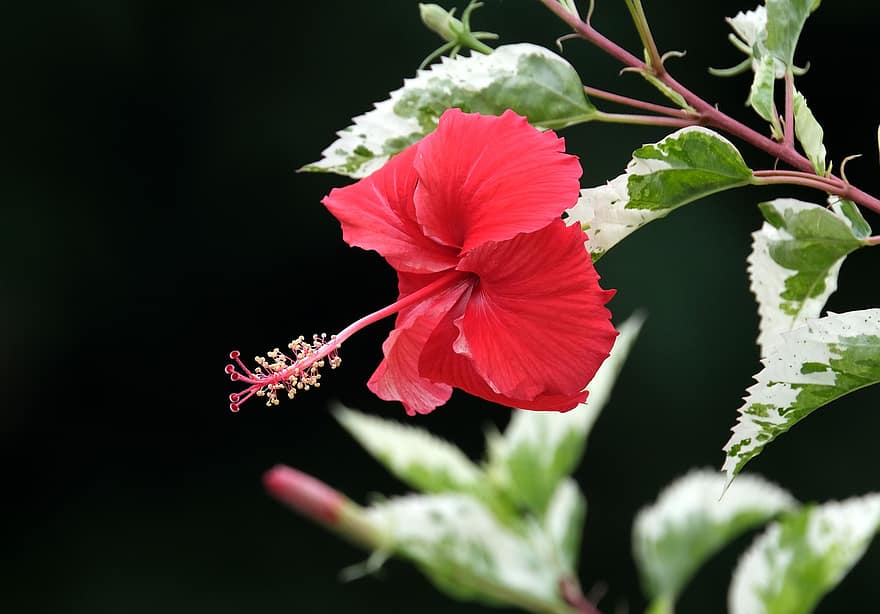 zieds, Hibiscus, ziedlapiņām, putekšņi, flora
