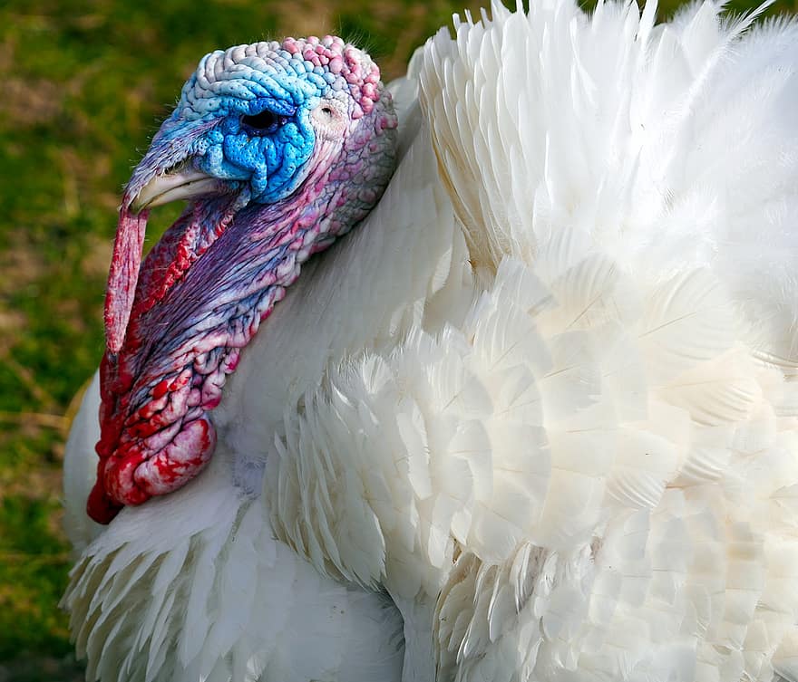 Royal Palm Turkey, Turkey, Bird, Animal, Poultry, Farm, Plumage, Agriculture, feather, beak, close-up