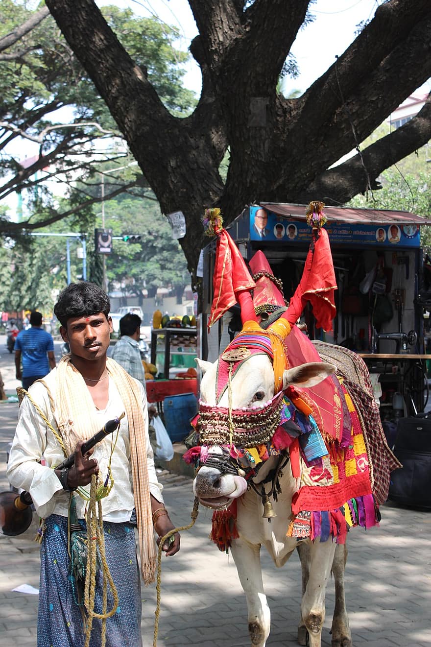 Udekorowana krowa, uliczny muzyk, indyjski, bazar, krowa, byk, wół, tradycyjny, kultura, Pchli targ, muzyk