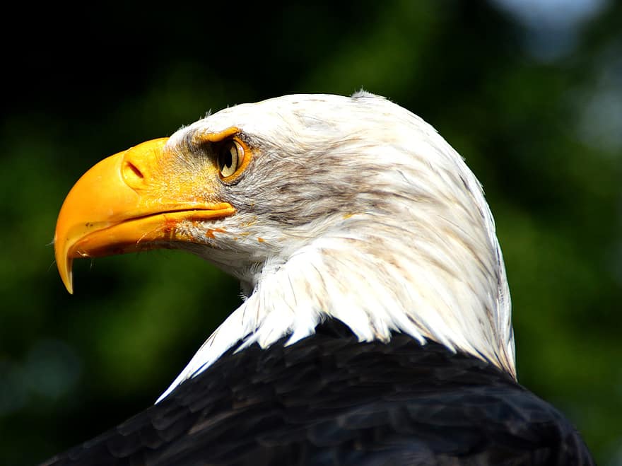 águila de cola blanca, pájaro, posado, ave de rapiña, animal, plumas, plumaje, pico, cuenta, observación de aves, ornitología