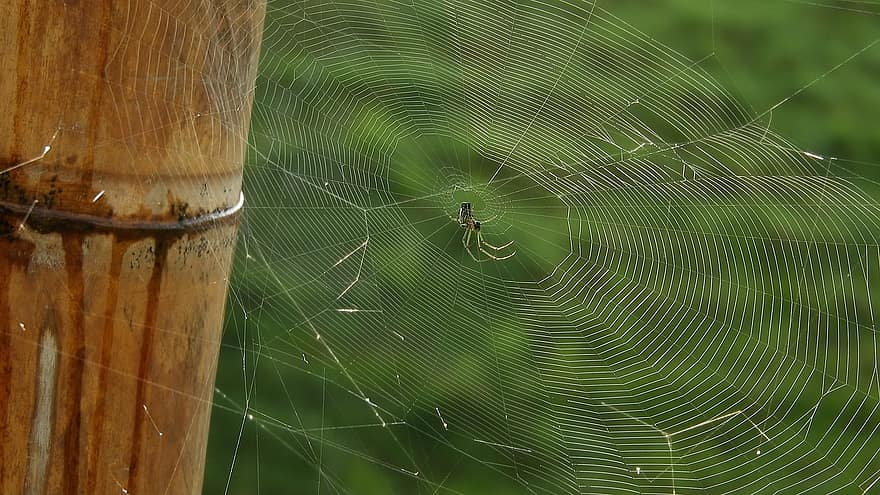 hmyz, pavouk, web, pavoučí síť, místo výskytu, entomologie, detail, rosa, pokles, pozadí, makro