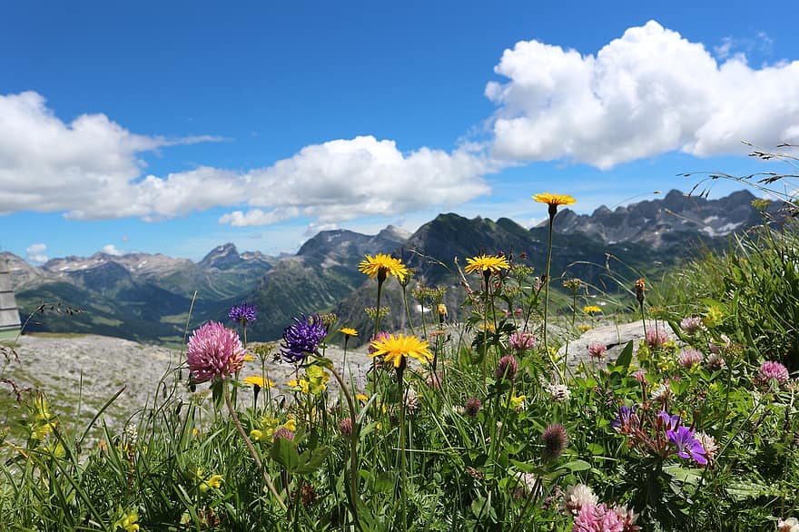 альпийские цветы, цветы, Альпы, Австрия, Флора, горы, луг, цветение, ботаника, цвести, панорама