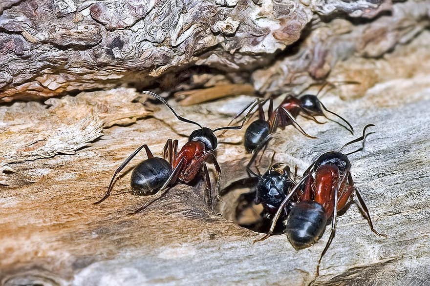 Ameisen, Insekten, Camponotus Ligniperda, Zimmermann Ameise, Rote Ameise, Schwarzbraune Ameise, Hymenoptera, Köln, Entomologie, schließen