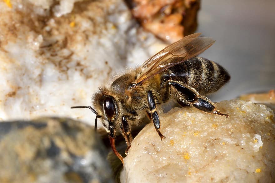 abella, insecte, error, apicultura, mel d'abella, animal, carnica