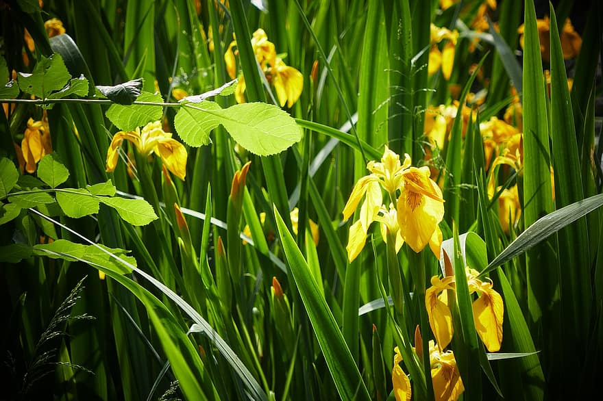 gul iris, blomster, anlegg, Iris Pseudacoris, gule blomster, vannplante, blomst, blader